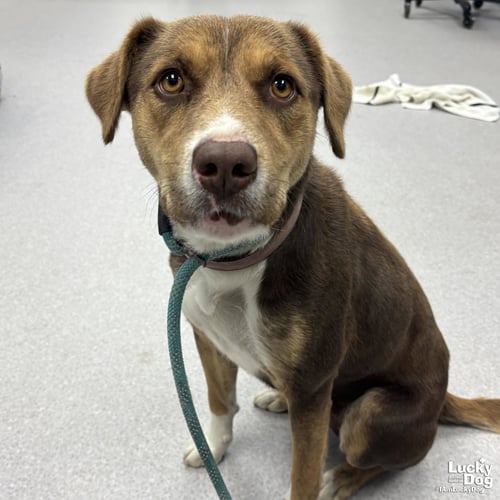 JEMIMA - Shepherd available for adoption