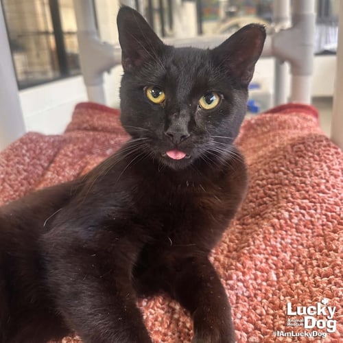 BEAR - Domestic Short Hair available for adoption