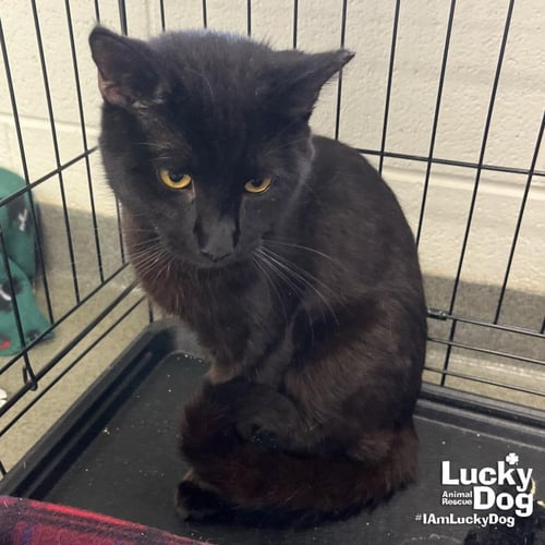 BEAR - Domestic Short Hair available for adoption