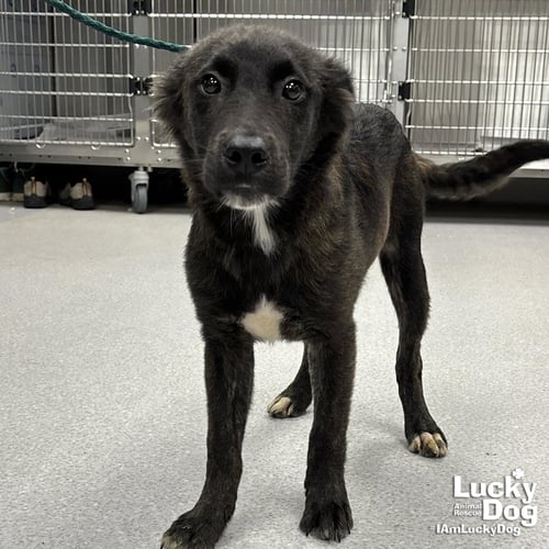 CAMPBELL - Retriever / Spaniel available for adoption