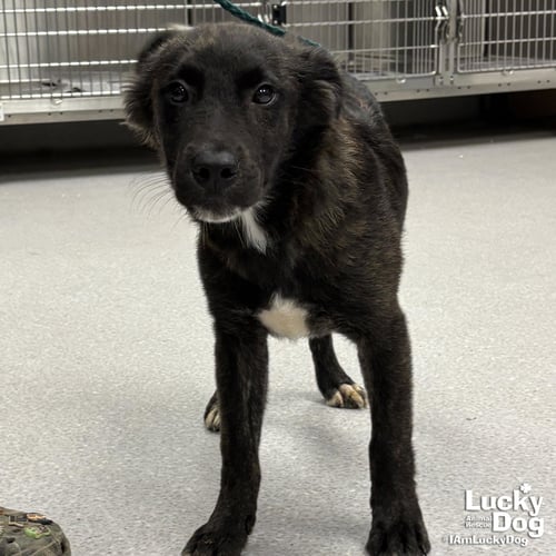 CAMPBELL - Retriever / Spaniel available for adoption