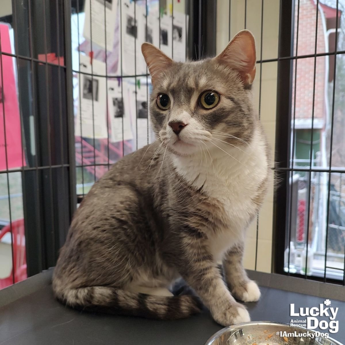 RON SWANSON - Domestic Short Hair available for adoption