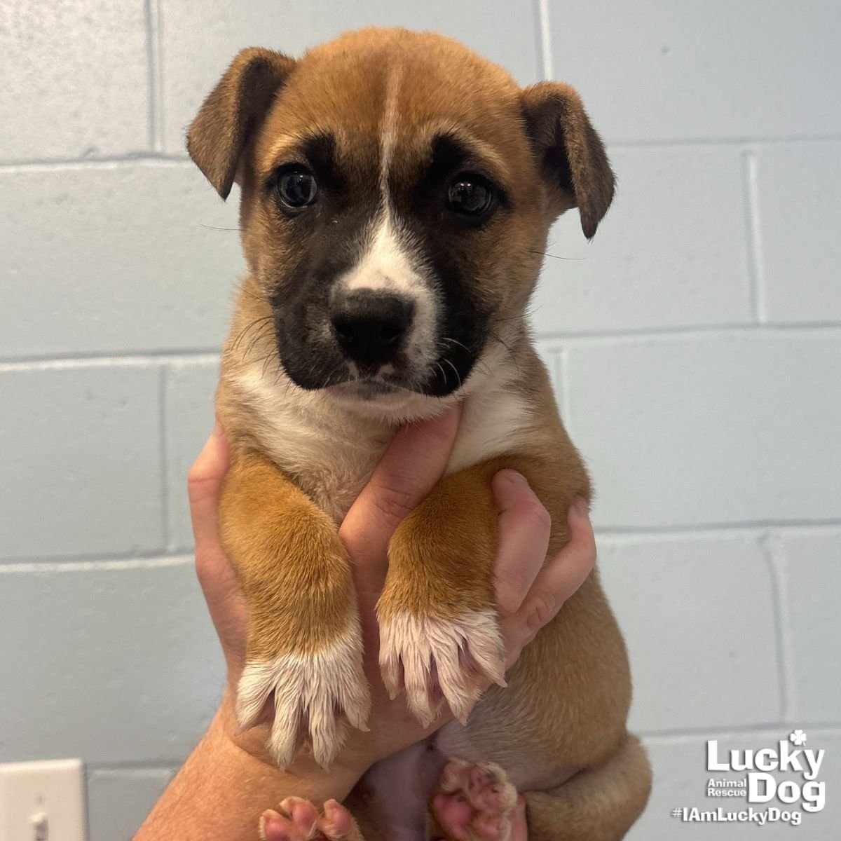 CONNOR HALEY - Shepherd available for adoption