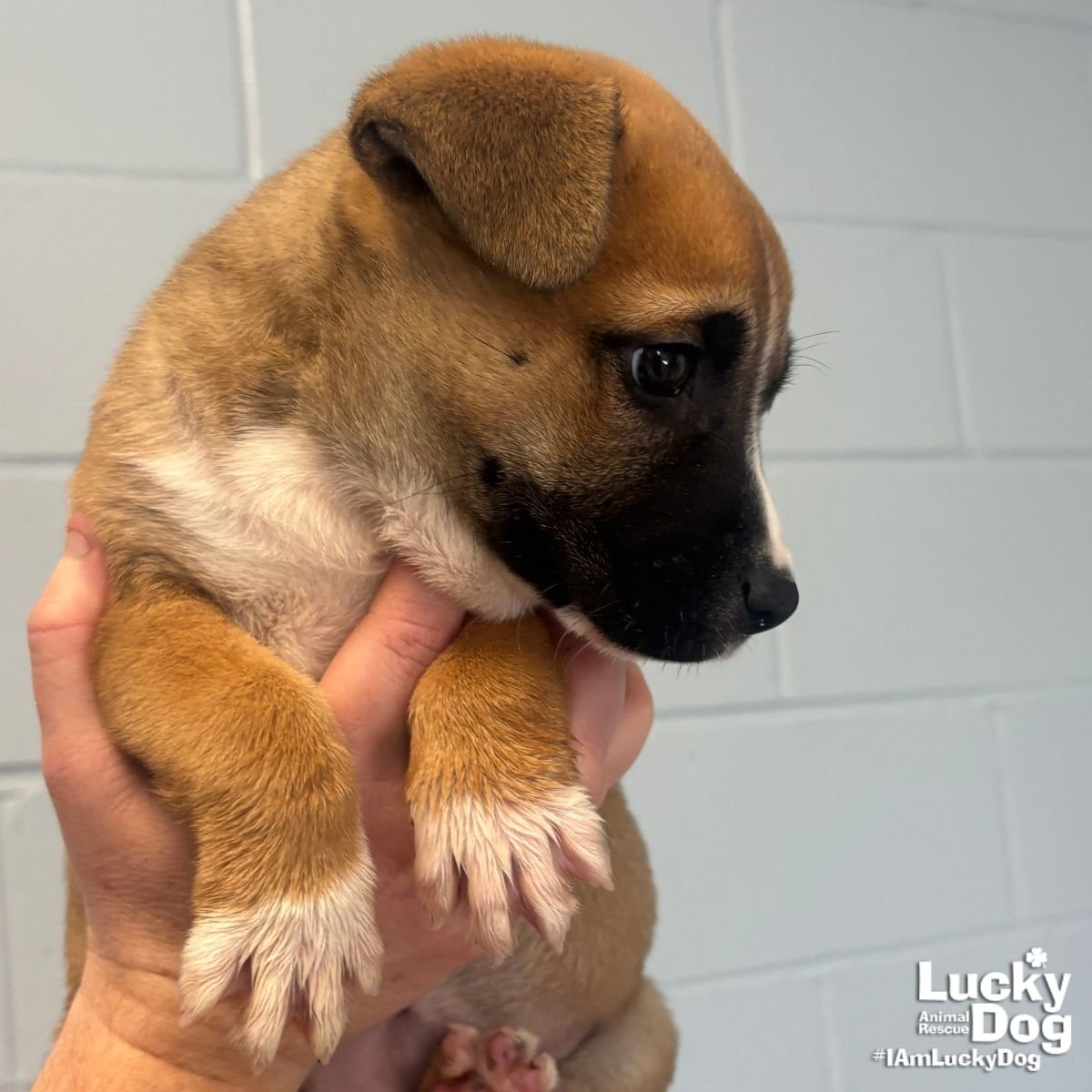 CONNOR HALEY - Shepherd available for adoption