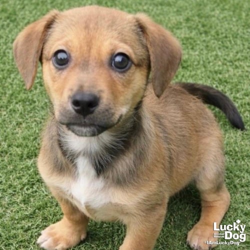 BUCK - Labrador Retriever available for adoption