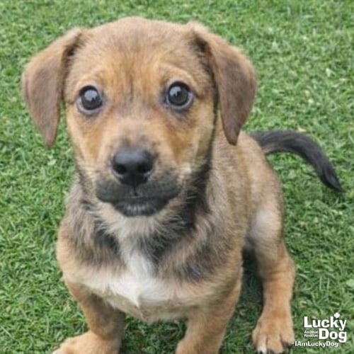 BUCK - Labrador Retriever available for adoption