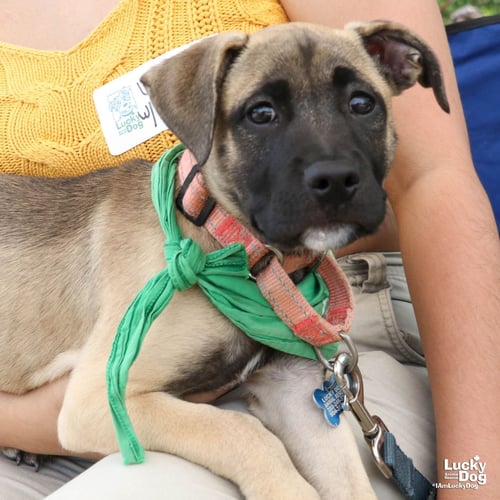 EMERALD - Shepherd available for adoption