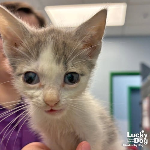 MIKI - Domestic Short Hair available for adoption