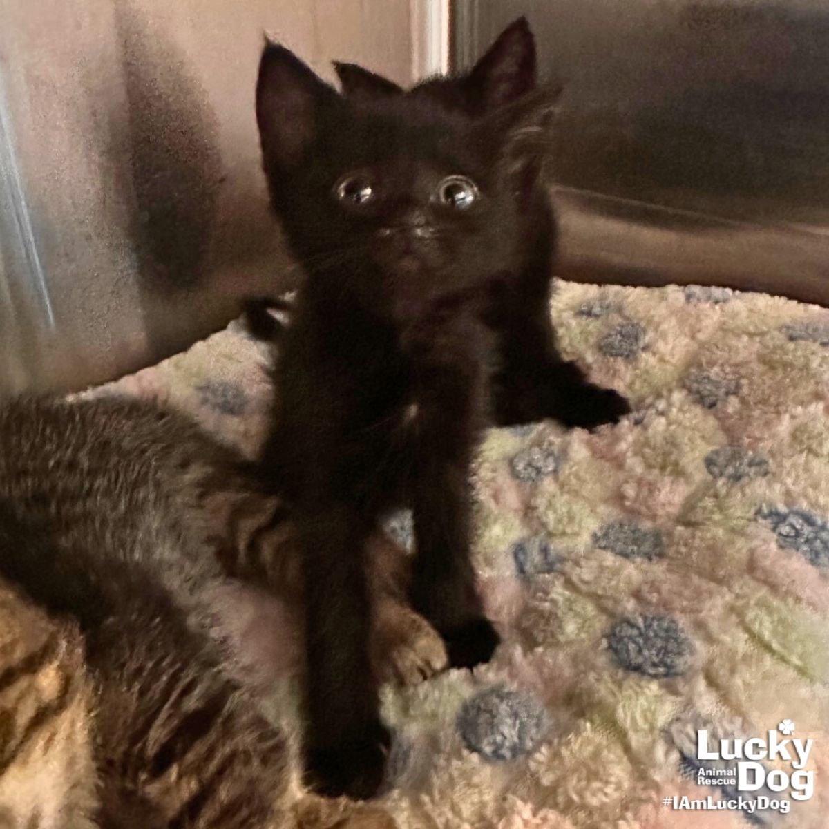 HAPPY - Domestic Short Hair available for adoption