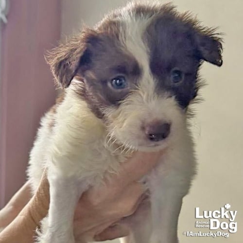 AURA - Border Collie available for adoption