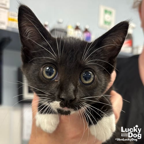 ZIPPY - Domestic Short Hair available for adoption