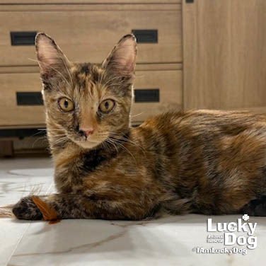 IVY - Domestic Short Hair available for adoption