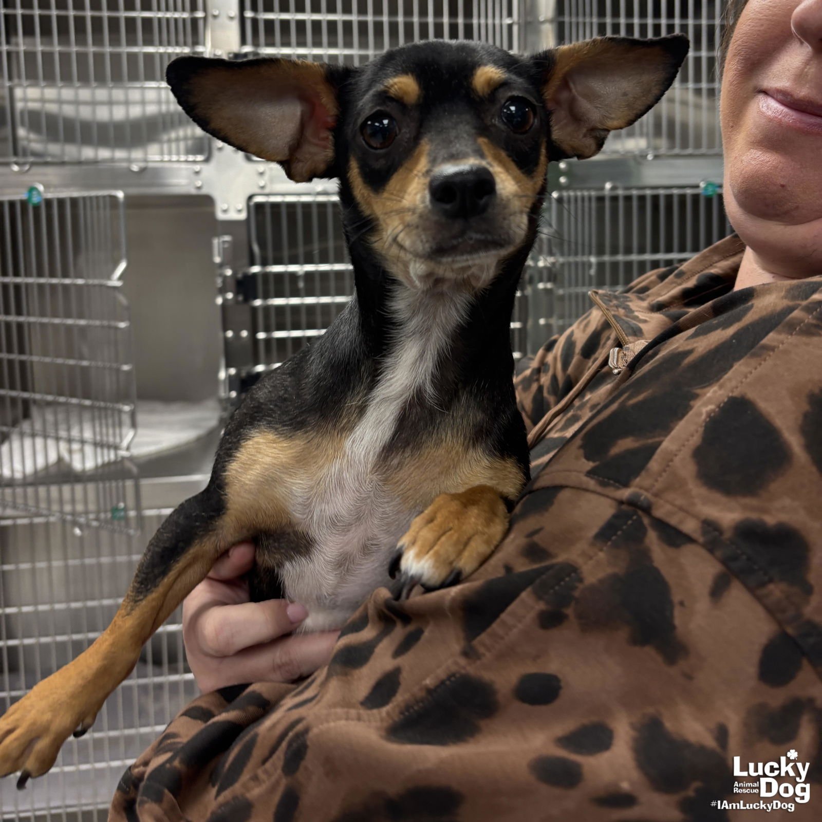 MARJORIE - Chihuahua / Dachshund available for adoption