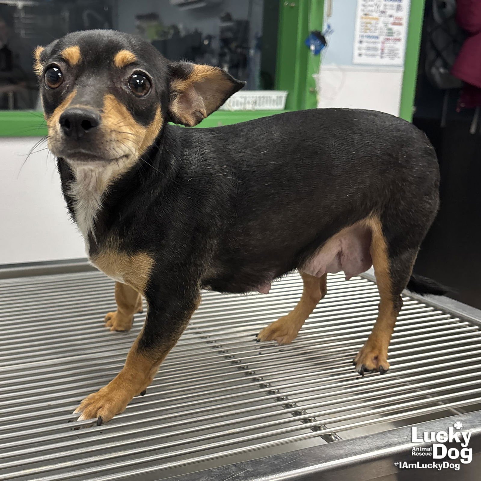 MARJORIE - Chihuahua / Dachshund available for adoption