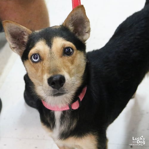 CAMERON - Terrier available for adoption