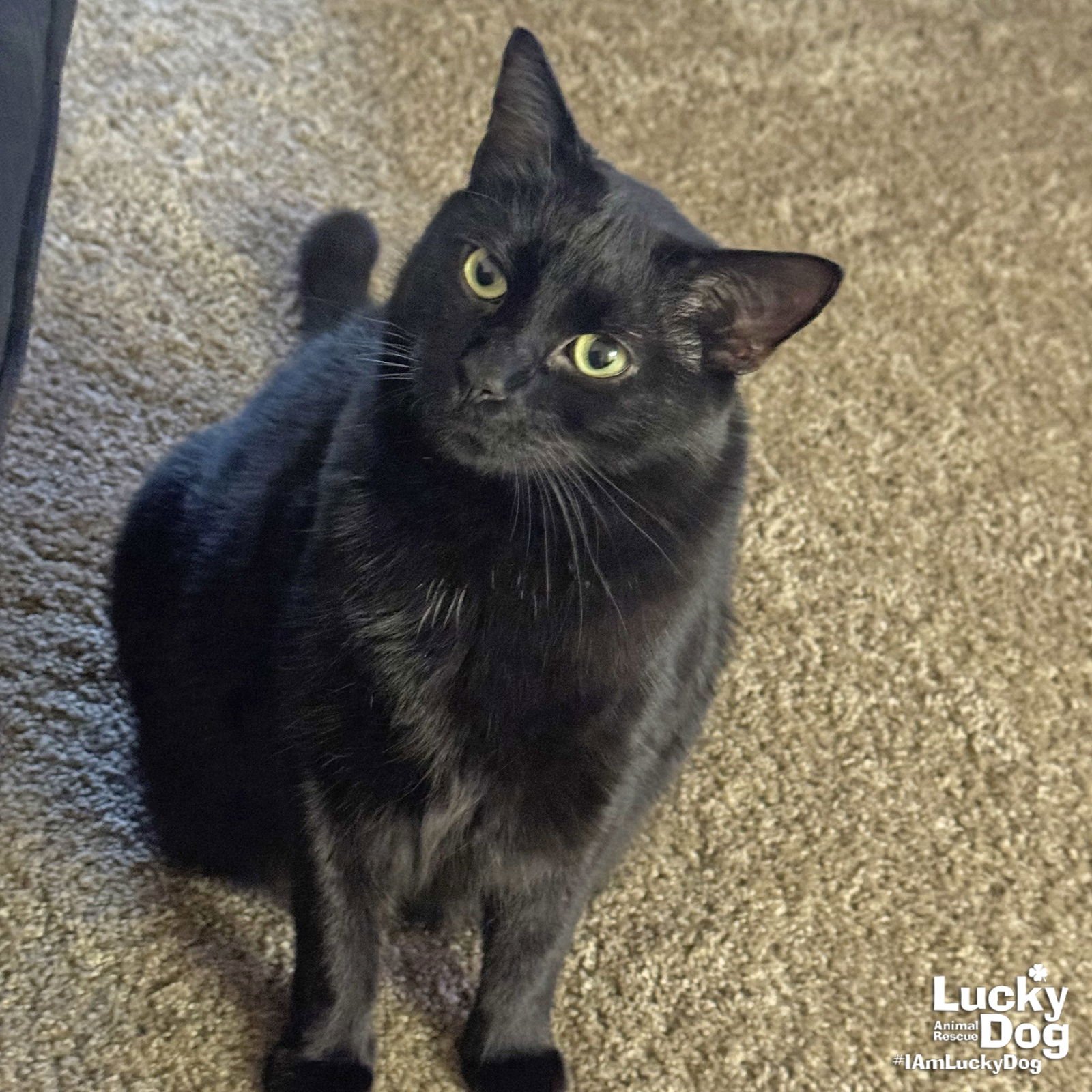 AMIGO - Domestic Short Hair available for adoption