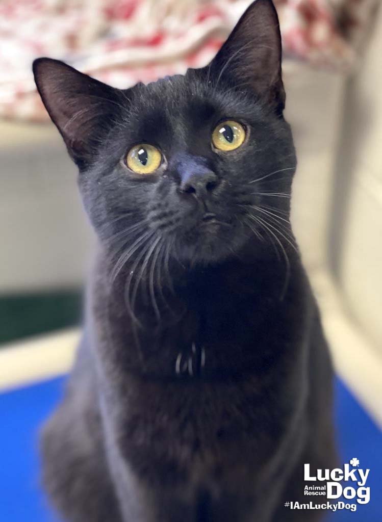 AMIGO - Domestic Short Hair available for adoption