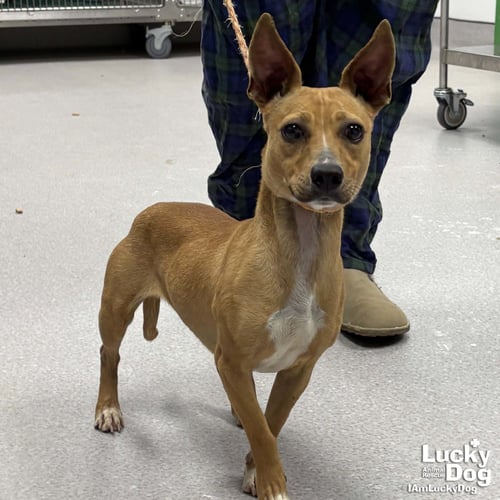 BYERLY - Chihuahua / Dachshund available for adoption