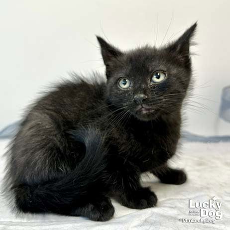 CINDERELLA - Domestic Short Hair available for adoption
