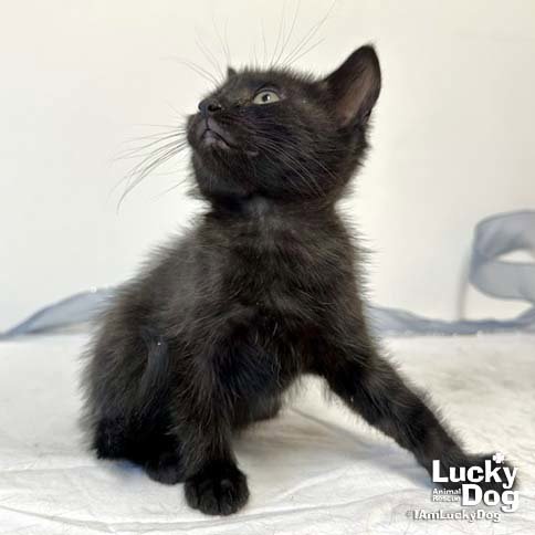 CINDERELLA - Domestic Short Hair available for adoption