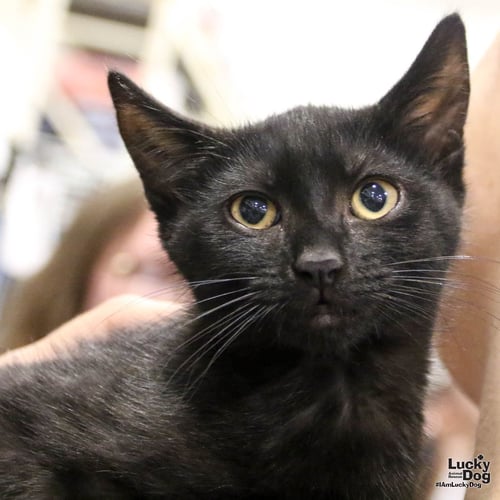 CINDERELLA - Domestic Short Hair available for adoption