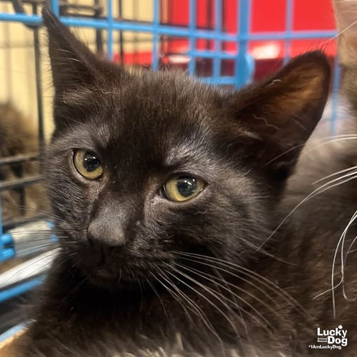 CINDERELLA - Domestic Short Hair available for adoption