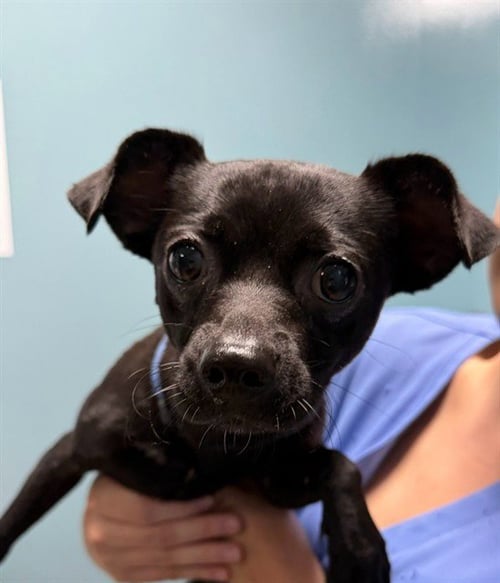 TOTO - Chihuahua available for adoption