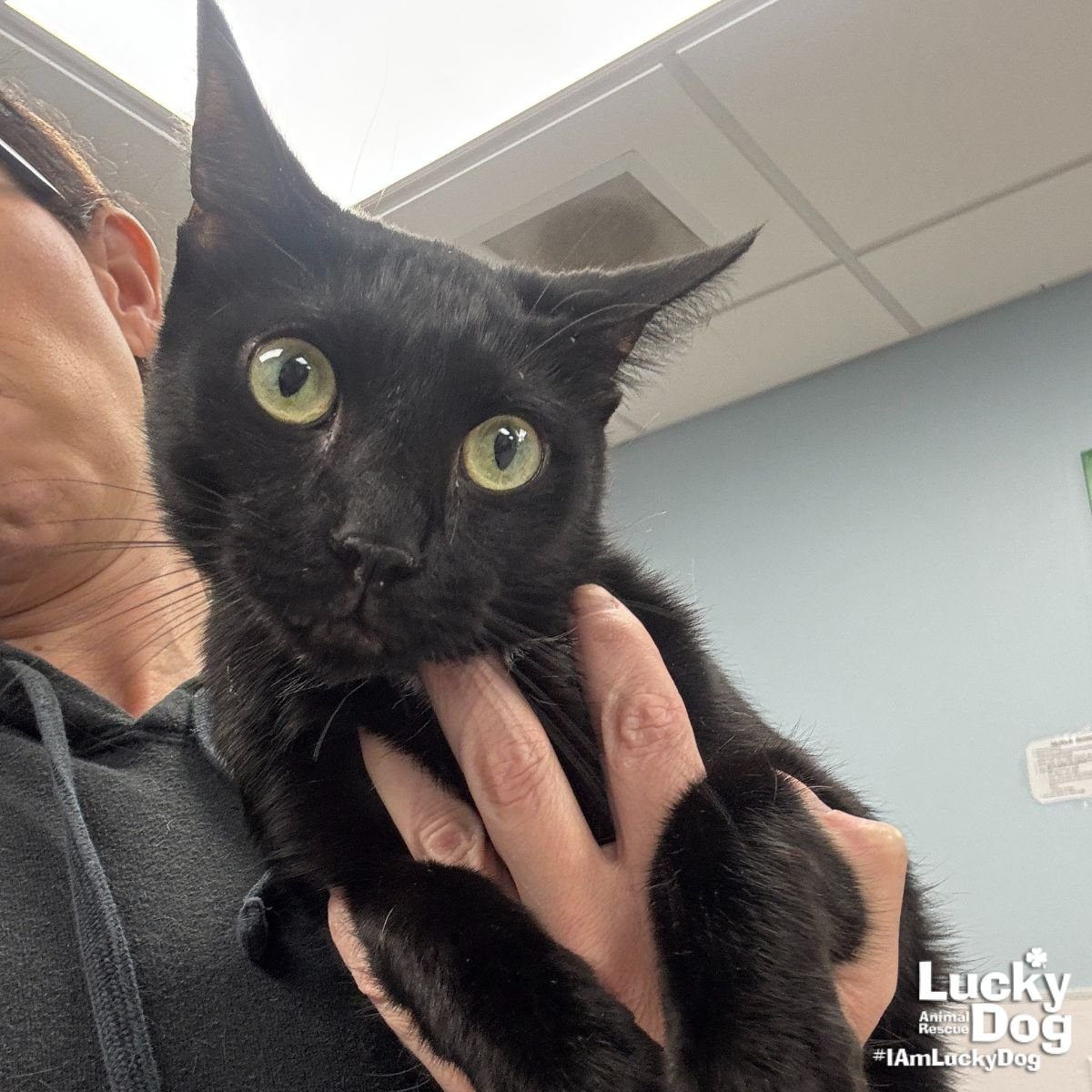 NIGHTWING - Domestic Short Hair available for adoption