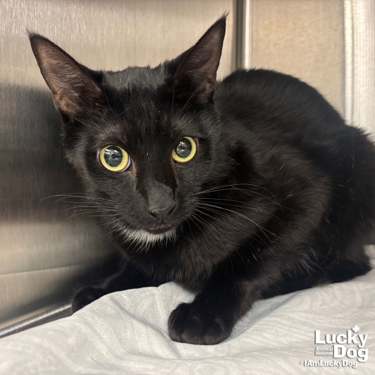 NIGHTWING - Domestic Short Hair available for adoption