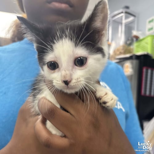 JONES - Domestic Short Hair available for adoption