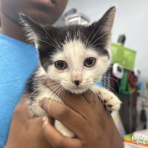 JONES - Domestic Short Hair available for adoption