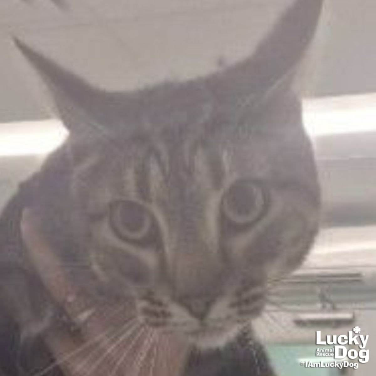 BEE BEE - Domestic Short Hair available for adoption