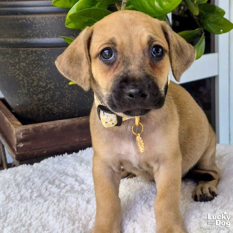 Opal Image