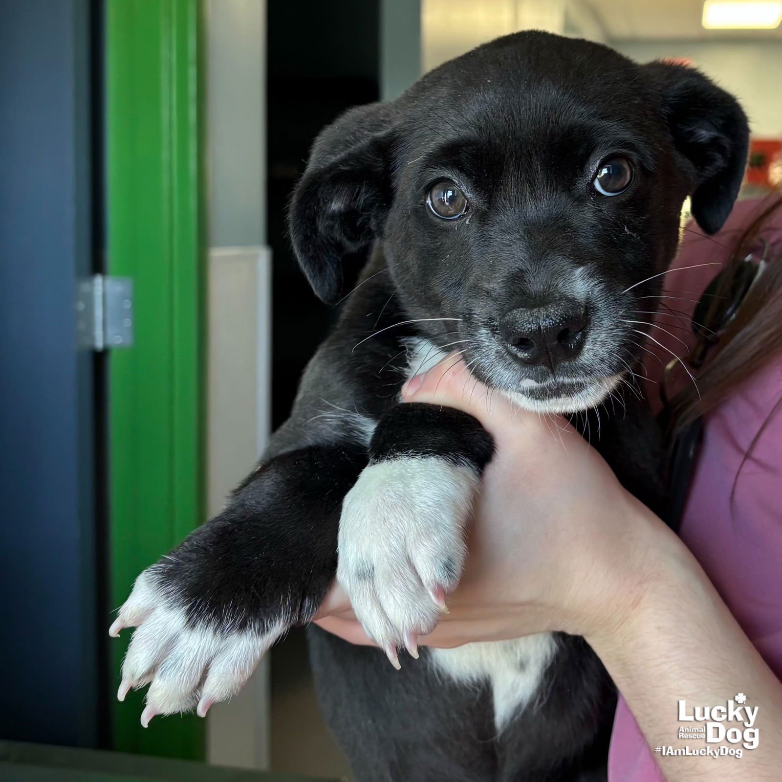 REESES - Labrador Retriever / Border Collie available for adoption