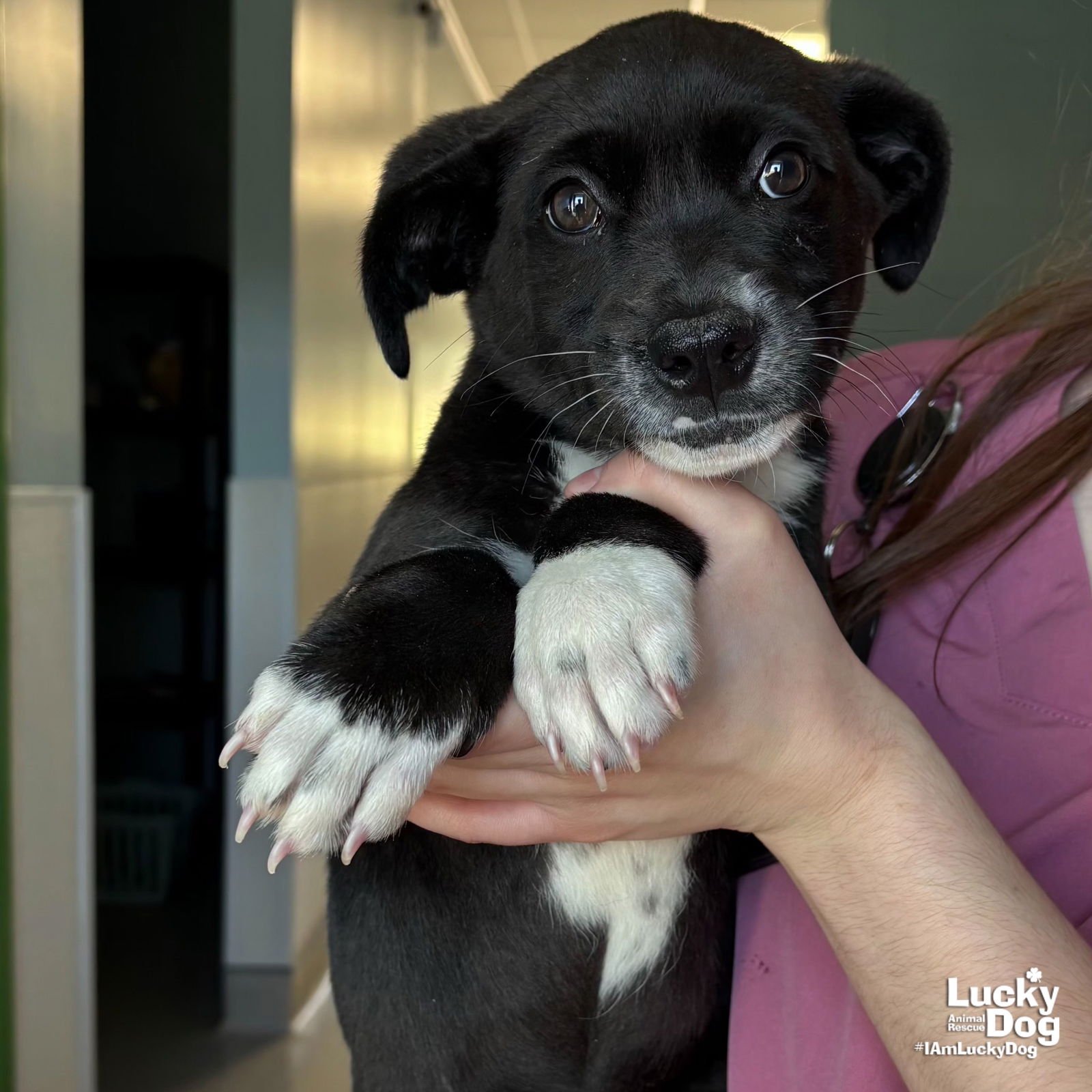 REESES - Labrador Retriever / Border Collie available for adoption