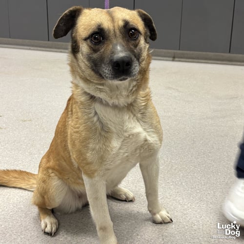 ANTEBELLUM - Shepherd available for adoption