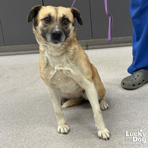 ANTEBELLUM - Shepherd available for adoption