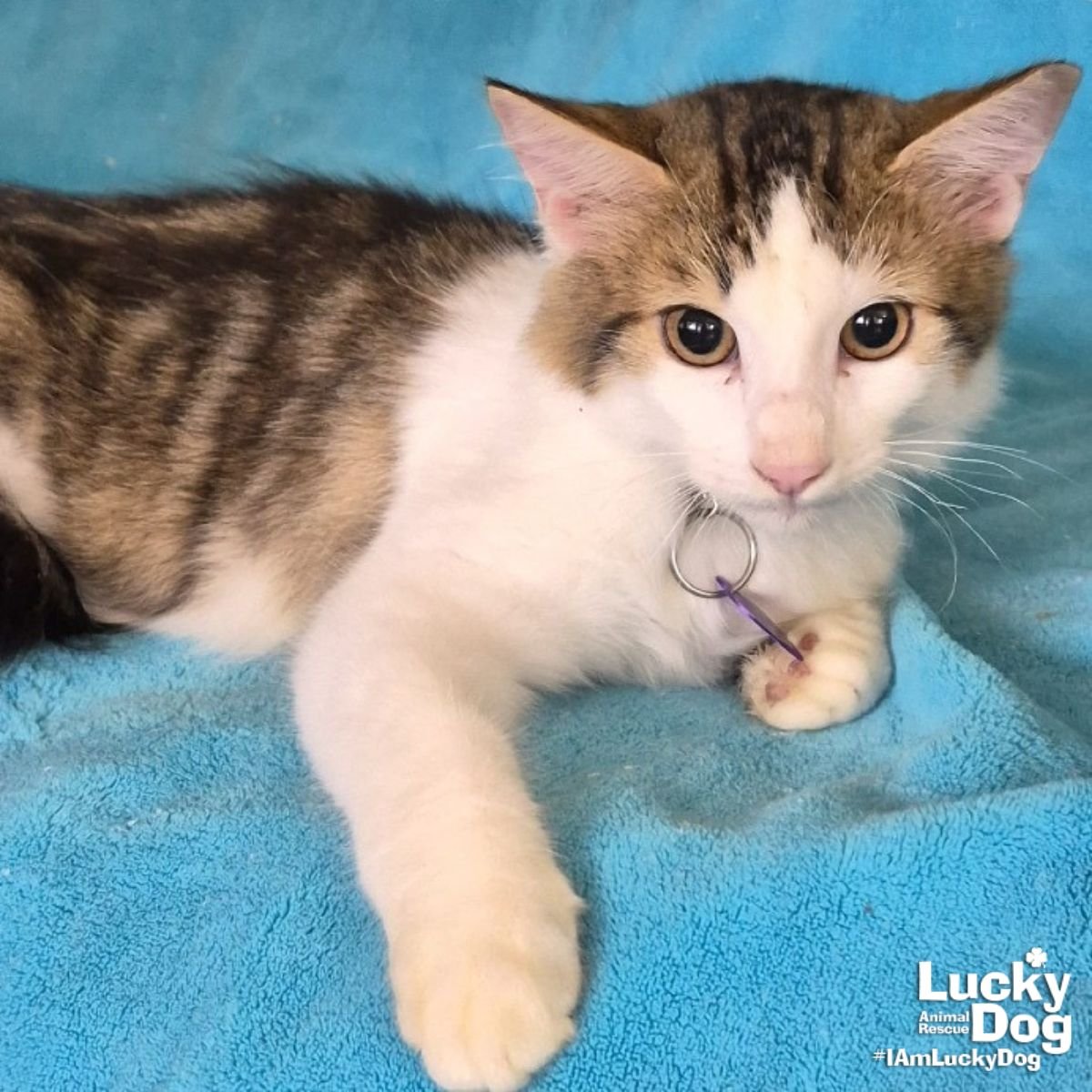 MAXIMO - Domestic Long Hair / Tabby available for adoption