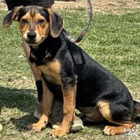 Baxter - Photo 2