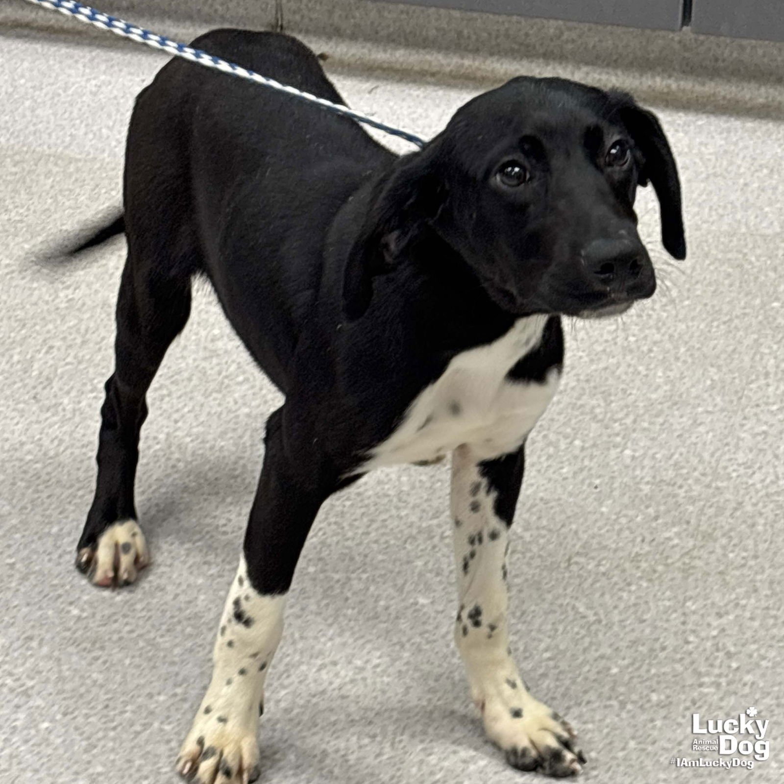 FAE - Pointer / Beagle available for adoption