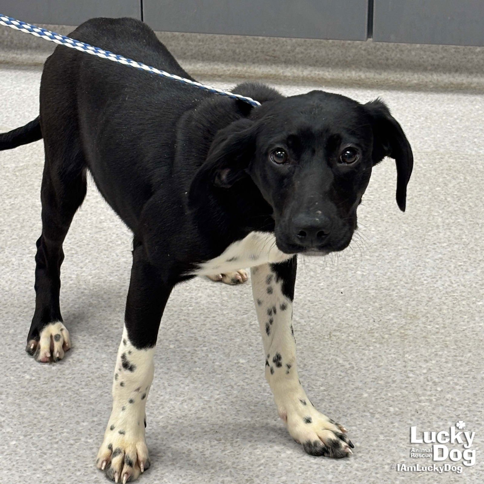 FAE - Pointer / Beagle available for adoption