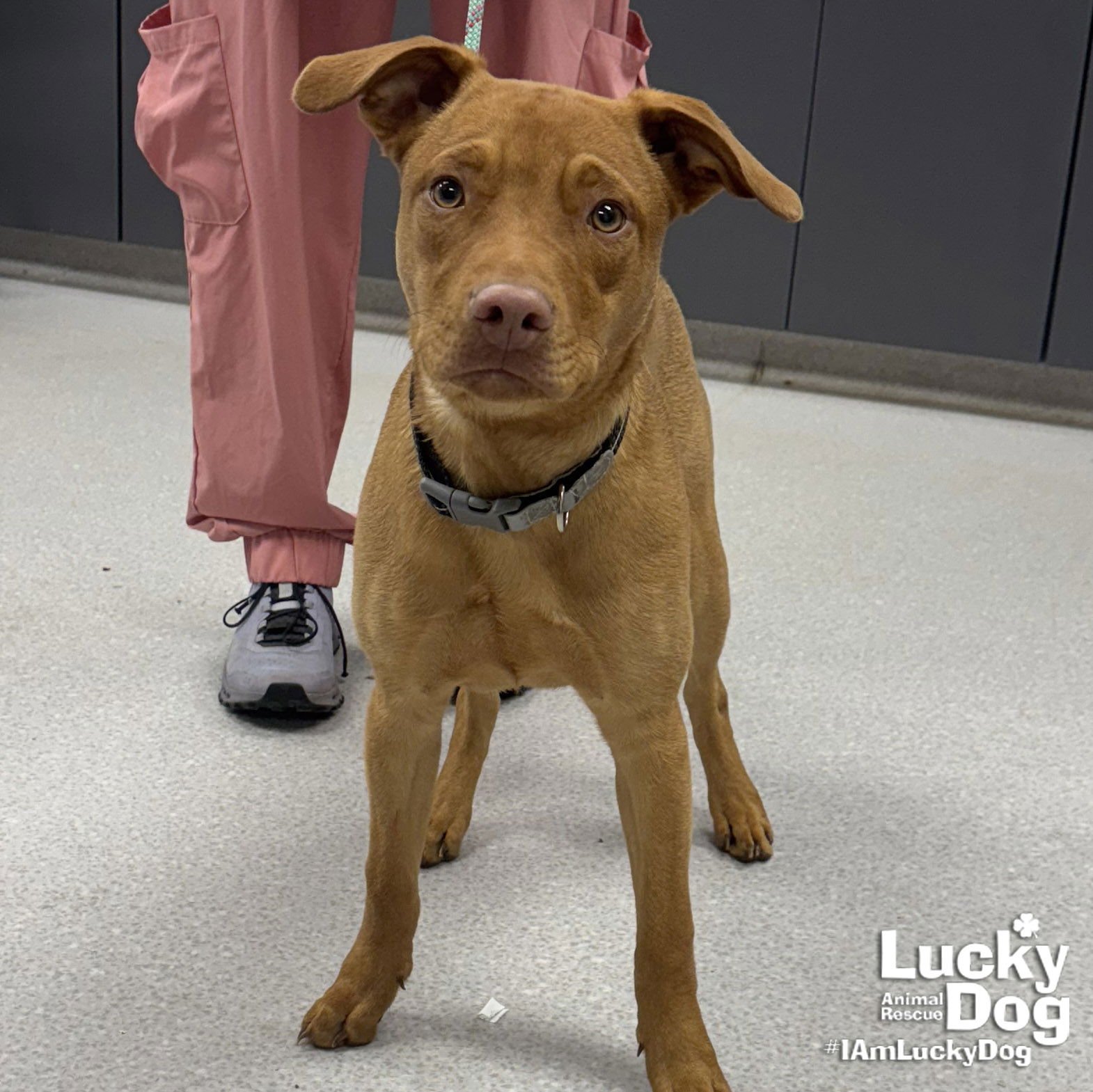 CODA - Chesapeake Bay Retriever / Labrador Retriever available for adoption