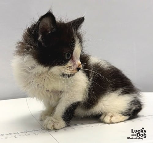 ABEL - Domestic Short Hair available for adoption