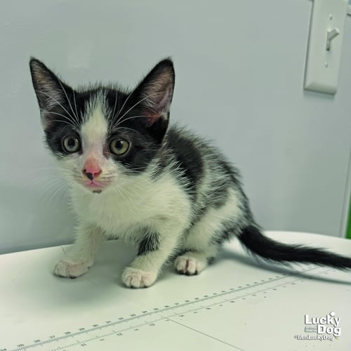 DILLY - Domestic Short Hair available for adoption