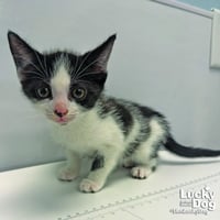 Dilly - Photo 2