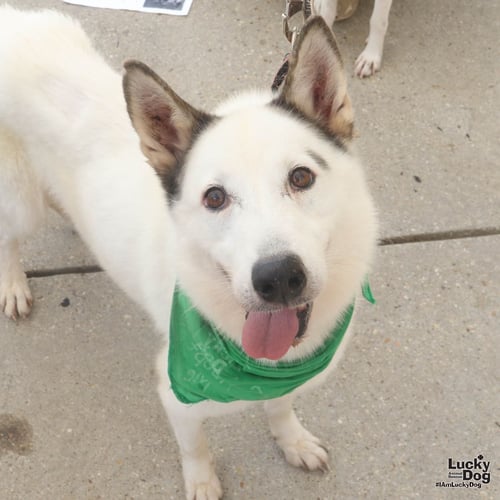 NIEVES - Husky available for adoption