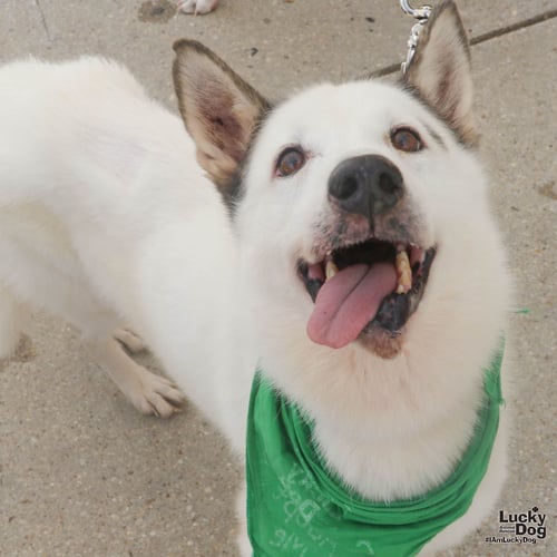 NIEVES - Husky available for adoption