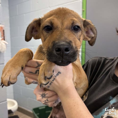 RYAN - Shepherd available for adoption