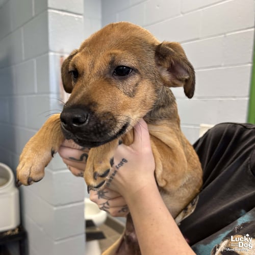 RYAN - Shepherd available for adoption