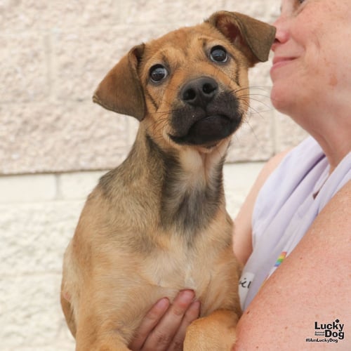 RYAN - Shepherd available for adoption